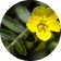 Tribulus Terristris - Increases your libido