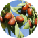 Jujube - Sweet, wonderful texture, and eases your anxiety