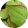  Horny Goat weed Extract (20:1) (Epimedium Sagittatum) (part leaf),