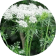 Cnidium Monnieri Extract (4:1) (seed),